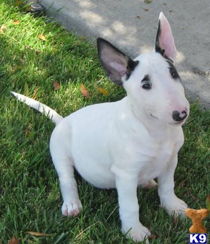 Puppies in Costa mesa